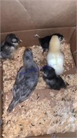 5 Mixed Chicks