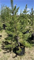 5 - 5'-6' Pine Trees - Each x5 - Vulcan