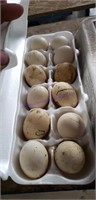 1 Doz Fertile Silkie Eggs