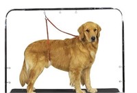 Pet Products Overhead Pet Grooming Arm ONLY
