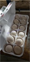 1 Doz Fertile Golden Sebright Eggs