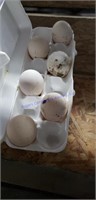 6 Fertile Heritage Turkey Eggs