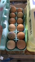 1 Doz Fertile Isa Brown Eggs