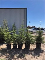 5 - 5'-6' Spruce Trees - Each x5 - Strathmore