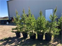 5 - 5'-6' Pine Trees - Each x5 - Strathmore