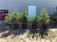 5 - 3' Spruce Trees - Each x5 - Strathmore