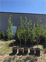 5 Balsam Poplar Trees - Each x5 - Strathmore