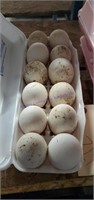 12 Fertile Royal Palm Turkey Eggs