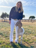 2021 Solano County Fair Jr Livestock Auction