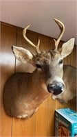 6 point White tail Deer Mount