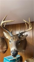 11 point White Tail Deer Mount