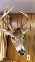 14 point non typical White Tail Deer Mount