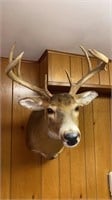 8 point non typical white tail deer Mount