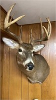 10 point White tail Deer Mount