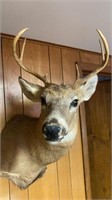 6 point White tail deer Mount