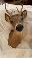 6 point white tail deer Mount