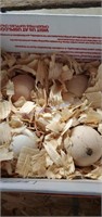 4 Fertile Peafowl Eggs