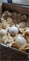 5 Fertile Peafowl Eggs