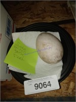 1 Fertile Jumbo American Goose Egg