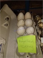 7 Fertile Royal Palm Turkey Eggs
