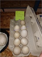 9 Fertile Bourbon Red Turkey Eggs