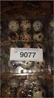 1 Dozen Fertile Coturnix Quail Eggs