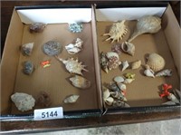 Sea Shells + Crystal Formation