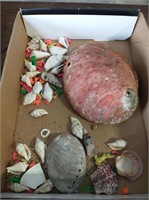 Fossil & Sea Shells