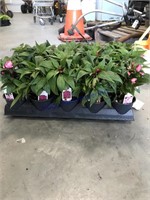 1 FLAT-15 FLOWERS-NEW GUINEA IMPATIENS