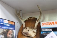 HORNS ON PLAQUE