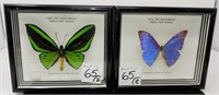2 Framed butterflies