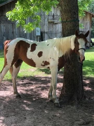 June 19th, 2021 Catalog Horse & Tack Sale