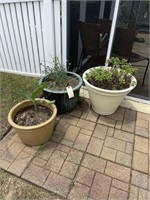 3 Large Garden Pottery Plants
