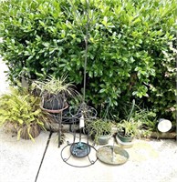 Garden Grouping & A few air plants & Bottle Tree