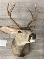Deer Shoulder Mount 2x4