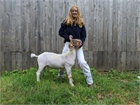 Kelsi Edmonds, Eureka FFA, Market Goat