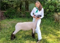 Caroline Cole, Arcata Bottom 4-H, Market Lamb