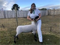 Hailey Holcomb, Arcata Bottom 4-H, Market Lamb