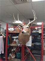Whitetail deer mount taxidermy
