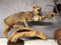 MOUNTED BOBCAT WITH QUAIL IN EXCELLENT CONDITION