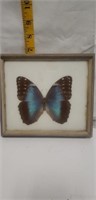 Framed butterfly from Trinidad