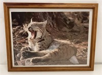 Wild Cat Yawning Framed Picture