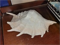 Beautiful real natural seashell. 11" long