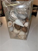 Box of assorted seashells