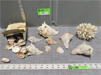 Assorted sea shells