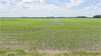 Worth County Land Auction, 120 Acres M/L