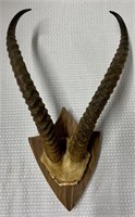 Gazelle Mounted Horns