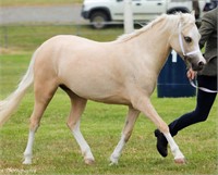 (VIC): RICHDALE COLUMBINE - Welsh A Mare