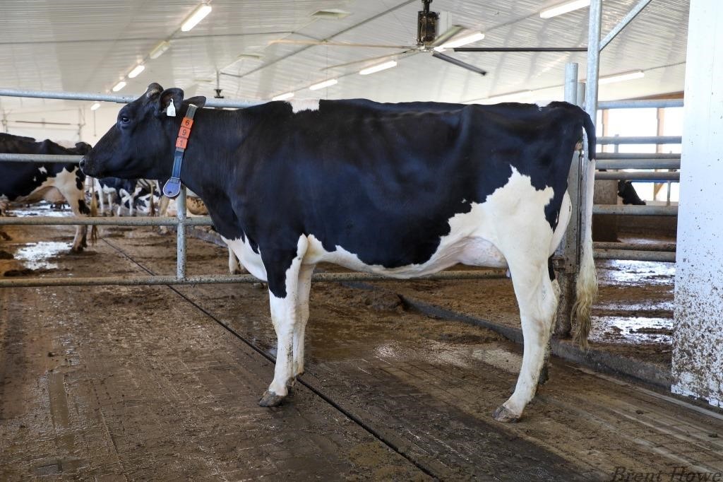 Walker Dairy Inc. - Monthly Auction - June 25, 2021