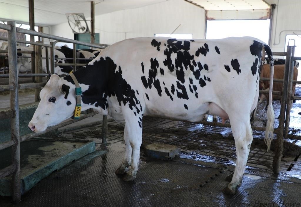 Walker Dairy Inc. - Monthly Auction - June 25, 2021